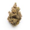 Mimosa strain Australia