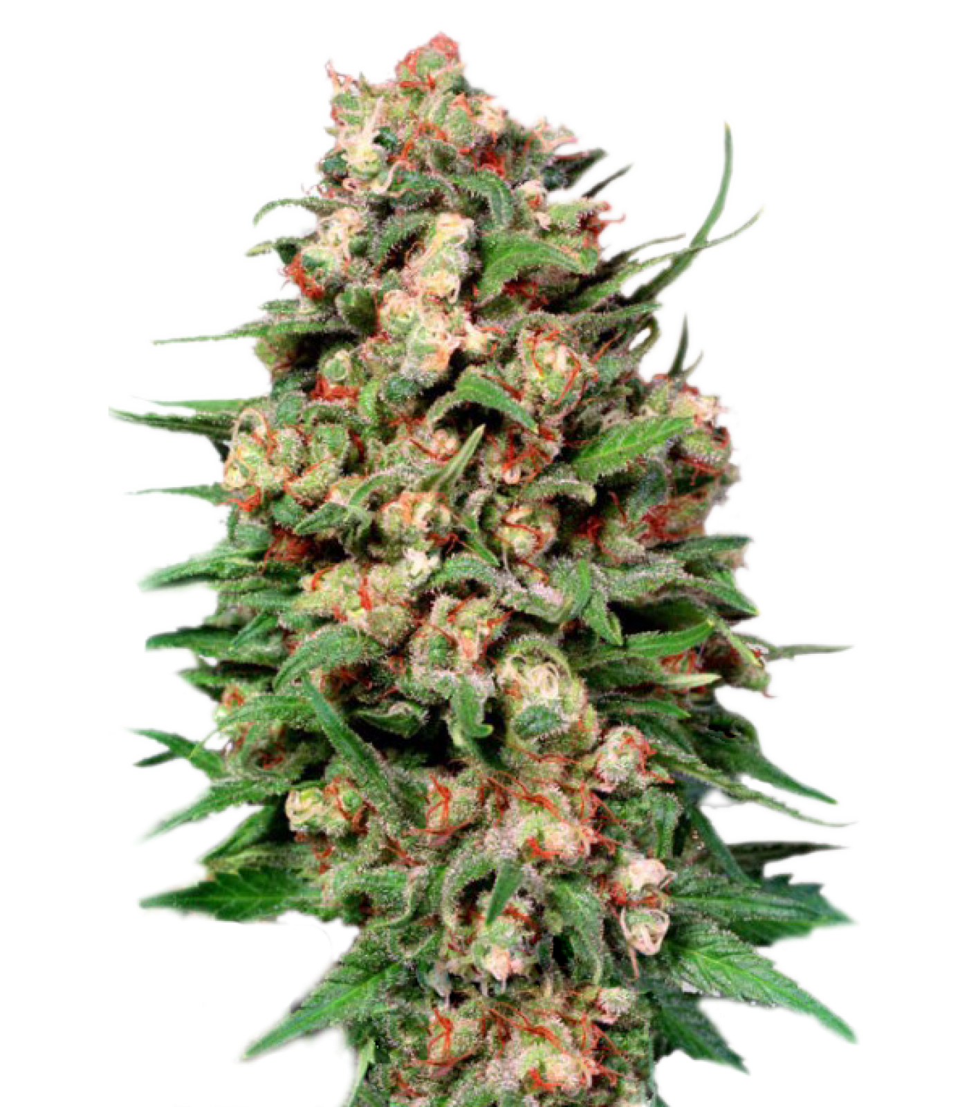 Sativa Flowers
