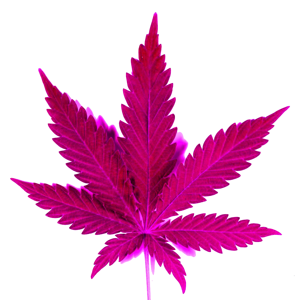 Buy Weed Online Australia